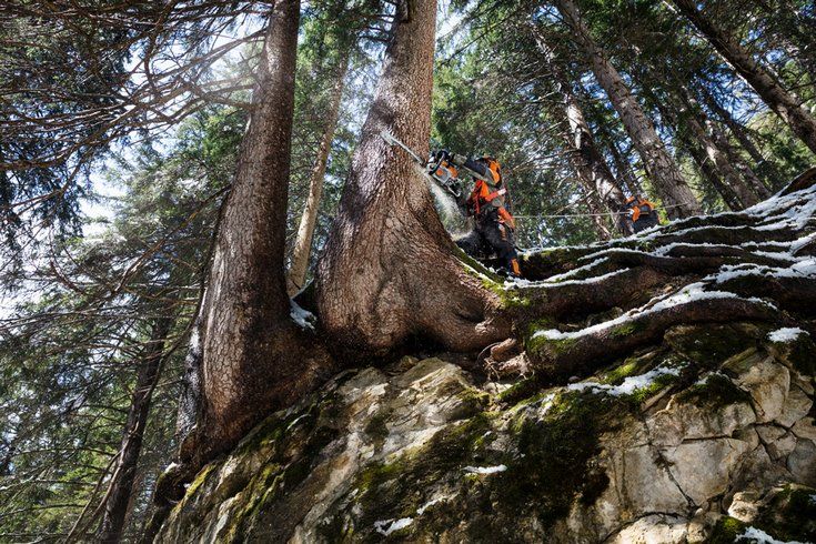 MS 462 (50 см) - STIHL